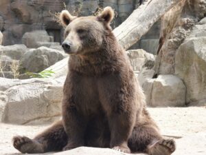 Сидящий медведь фото